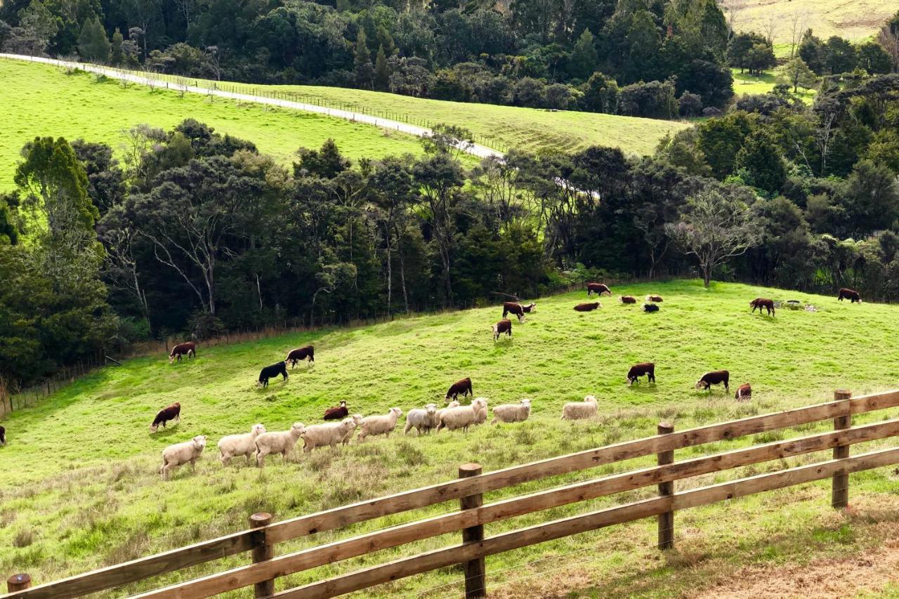 Kauri Glen Bnb Te Arai 外观 照片